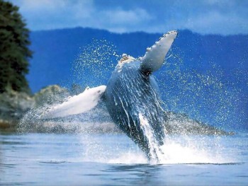 Колумбия: На тихоокеанском побережье начинается сезон наблюдения за китами