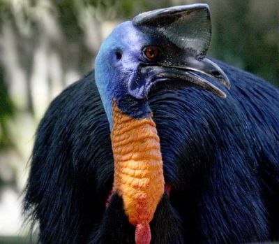 Казуары самая опасная птица Новой Гвинеи