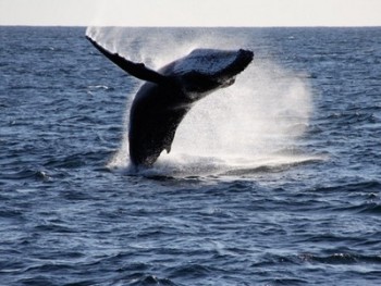 Уругвай: на побережье страны начинется 8-й сезон наблюдения за китами
