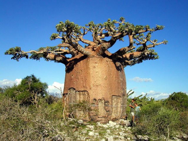 Баобаб - символ Мадагаскара