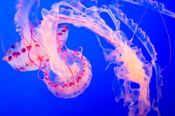 В Адриатическом море наблюдается нашествие медуз Кассиопея