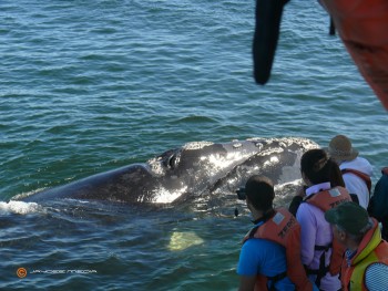 В ЮАР состоится Фестиваль южных китов 20–24 сентября