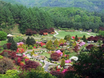 Южная Корея: Отправьтесь в путешествие в страну хризантем