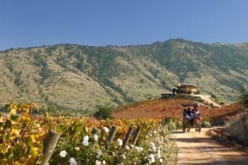 Чили: Долина Кольчагуа признана одним из лучших направлений для медового месяца
