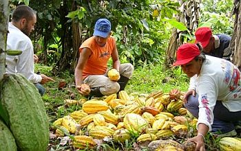 "Маршрут какао" в Эквадоре заслужил высокие оценки