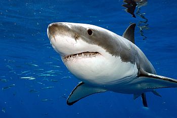 США: На Гавайях акула вновь напала на человека