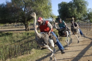 В ЮАР предлагают прокатиться на страусе