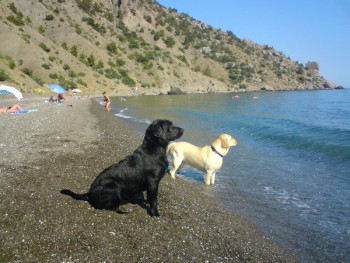 Хорватия ждет на отдых туристов с собаками
