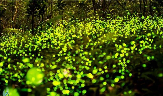 Парк светлячков (Fireflies Park) в Куала Селангор, Малайзия