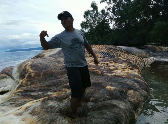 Индонезия: На берег вынесло огромную тушу морского существа