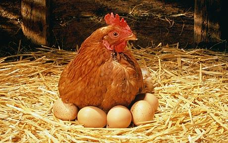 На Шри-ланке курица родила живого цыпленка