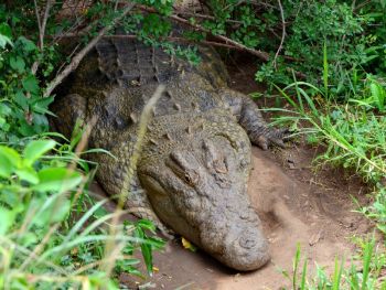 Кения: Ученые объявили об открытии нового вида крокодилов, которые, возможно, был самым крупным за в