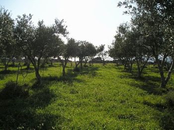 Уругвай познакомит туристов с производством оливкового масла