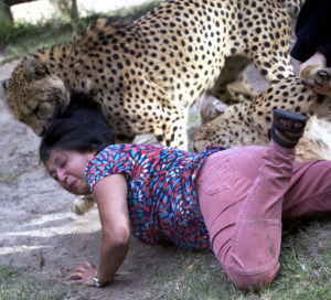 ЮАР: В Сафари-Парке результате нападения гепардов пострадала туристка из Шотландии