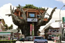 Ресторан на дереве (Япония)