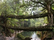 Мосты выращенные природой в Черапунджи, Индия