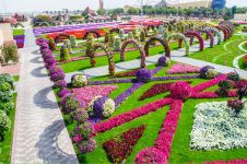 "Чудо Сад" в Дубае (Dubai Miracle Garden) - самый большой парк цветов в мире, ОАЭ