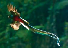 Птица Квезаль - символ свободы Гватемалы