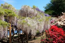Парк цветов Асикага (Ashikaga Flower Park) остров Хонсю, Япония