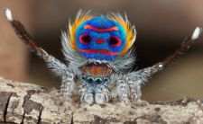 Паук-павлин (Maratus volans) - самый красивый паук в мире