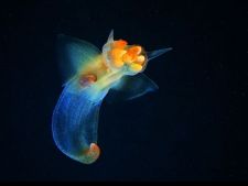 Морской ангел (Clione limacina) - вид брюхоногих моллюсков из отряда Голотелых (Gymnosomata)