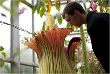 Аморфофаллус титанический - красивое растение с дурным запахом
