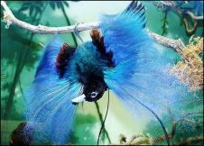 Райские птицы - экзотические птицы населяющие Новую Гвинею и Австралию